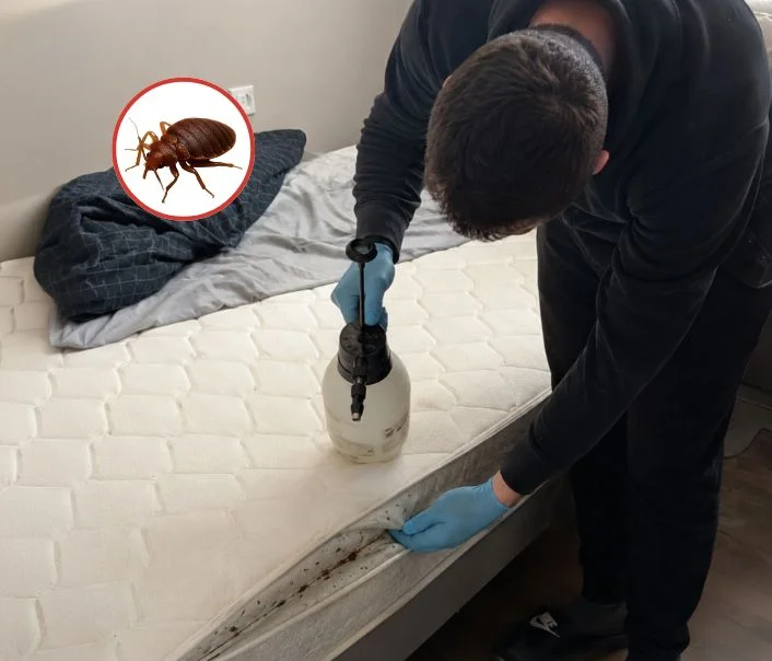 Technicien traitant un matelas contre les punaises de lit à Chaintreaux